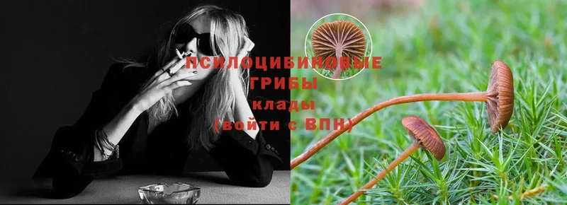 Галлюциногенные грибы Psilocybe  наркошоп  Переславль-Залесский 